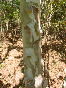 Sycamore bark