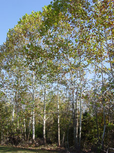Sycamore trees in forest