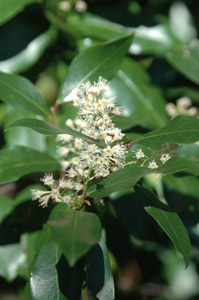 Cherry laurel in bloom