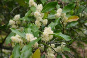 Cherry laurel flowers
