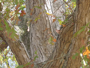 White oak bark