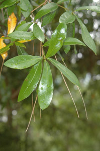 Laurel oak leaves