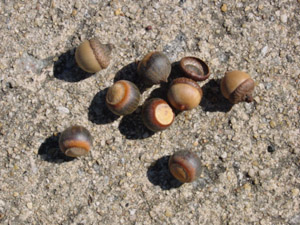 Laurel oak acorns