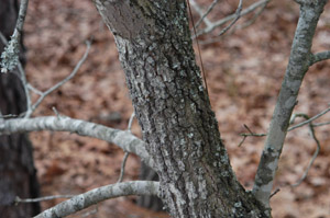 Turkey oak bark