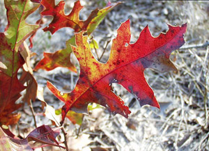 Turkey oak fall leaves