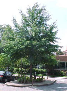 Willow oak tree in landscape