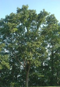Chestnut oak tree canopy