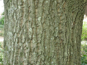 Chestnut oak bark