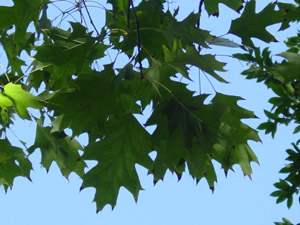 Northern red oak leaves