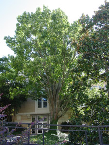 Northern red oak tree in landscape