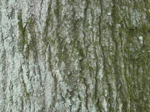 Shumard oak bark