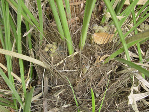 Needle Palm stems