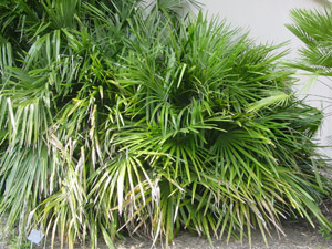 Needle Palm in the landscape
