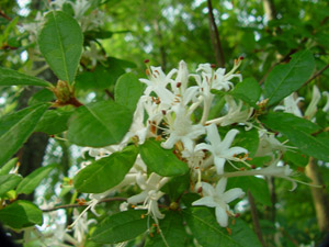 Sweet azalea flowers and foliage