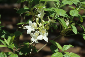 Alabama azalea flowers and foliage
