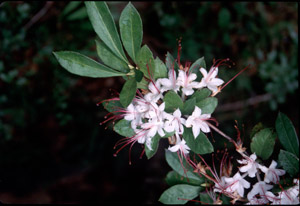 Sweet azalea flowers and foliage