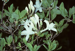 Coastal azalea flowers and foliage