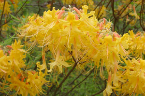 Florida azalea flowers