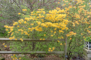 Florida azalea in the landscape