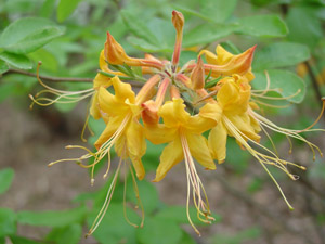 Florida azalea flowers
