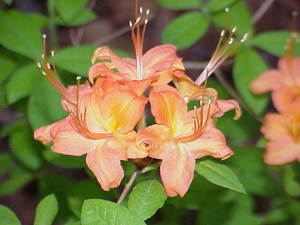 Flame azalea flowers