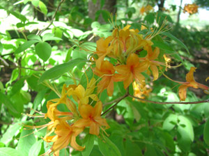 Flame azalea flowers and foliage