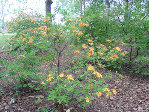 Flame azalea in the landscape