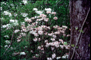 Piedmont azalea in the landscape