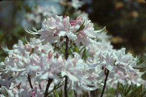 Piedmont azalea flowers