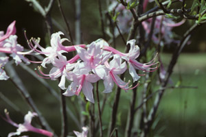 Piedmont azalea flowers