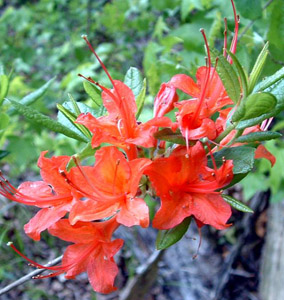 Oconee azalea flowers and foliage