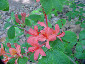 Plumleaf azalea flowers and foliage
