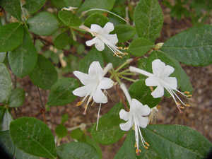 Hammock sweet azalea flowers and foliage