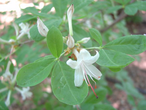 Swamp azalea flowers and foliage
