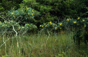 Winged sumac in the landscape