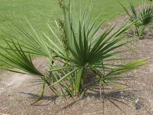 Dwarf Palmetto (Bluestem Palmetto) in the landscape
