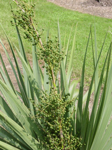 Dwarf Palmetto (Bluestem Palmetto) fruit