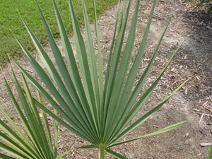 Dwarf Palmetto (Bluestem Palmetto) frond