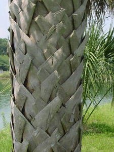 Palmetto palm or Cabbage palm with criss-crossing boot stems on trunk