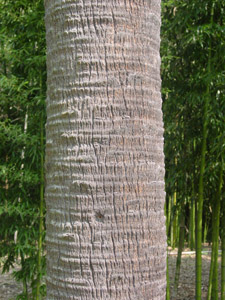 Palmetto palm or Cabbage palm with old stems removed, leaving a smooth trunk
