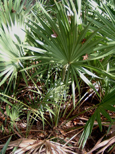 Saw palmetto fronds