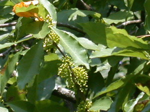 Buckthorn bully flowers