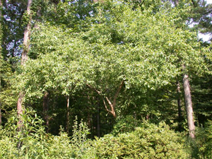 Buckthorn bully in landscape