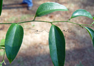 Lanceleaf Smilax, Sweet-Scented Smilax leaves