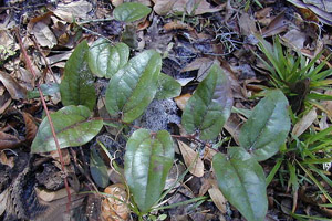 Dwarf Smilax leaves