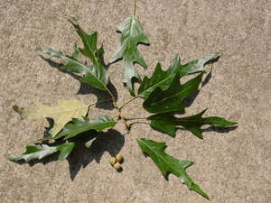 Southern red oak leaves