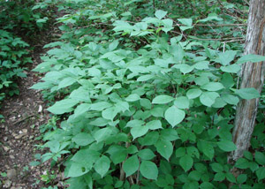 American bladdernut in the landscape