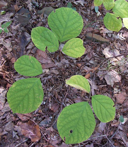 Bigleaf snowbell leaves