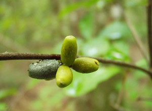 Horse-Sugar, Sweetleaf fruit