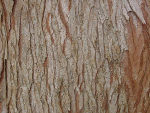 Bald cypress bark